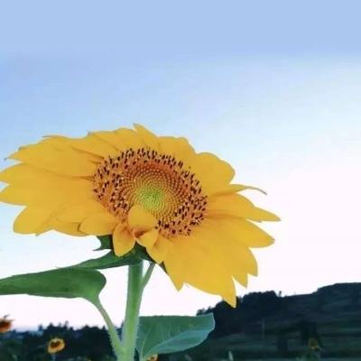 太古灵诀手游下载